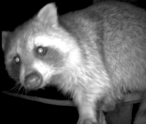 Raccon 4