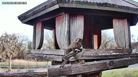 common-chaffinch_2024-03-18_08-18-40
