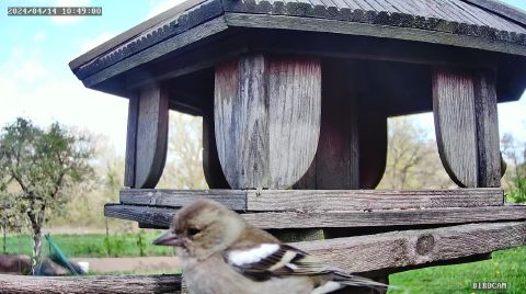 common-chaffinch_2024-04-14_11-49-04