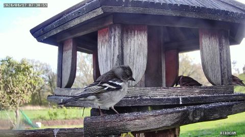common-chaffinch_2024-04-17_08-31-03