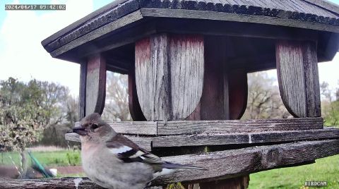 common-chaffinch_2024-04-17_10-42-06