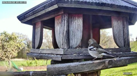 common-chaffinch_2024-04-18_09-02-40