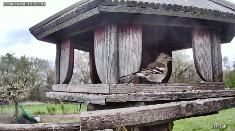 common-chaffinch_2024-04-20_14-50-57
