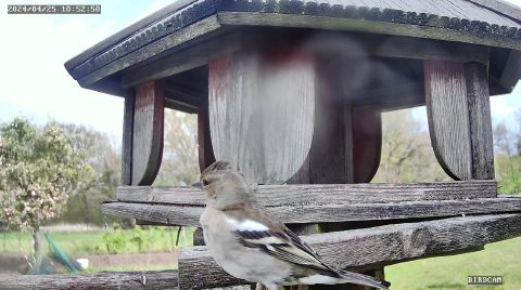 common-chaffinch_2024-04-25_10-52-53