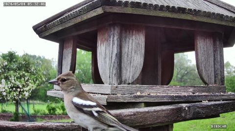common-chaffinch_2024-05-04_05-32-11