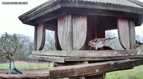 common-redpoll_2024-03-21_08-36-30