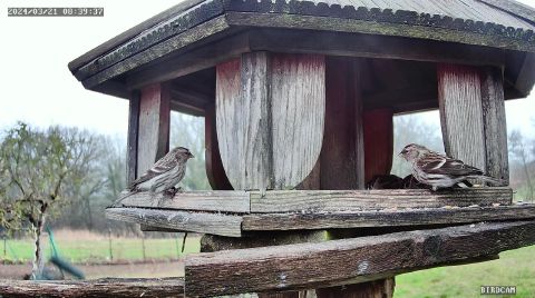 common-redpoll_2024-03-21_08-39-46