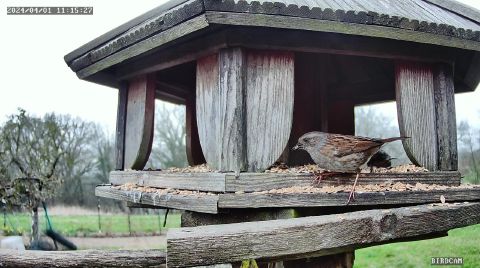 dunnock_2024-04-01_12-15-32