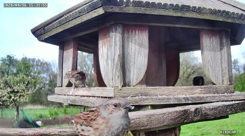 dunnock_2024-04-16_16-31-59