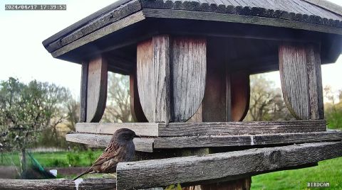 dunnock_2024-04-17_18-39-56
