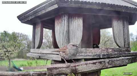 dunnock_2024-04-19_09-40-47