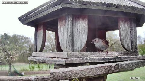 dunnock_2024-04-22_06-41-01