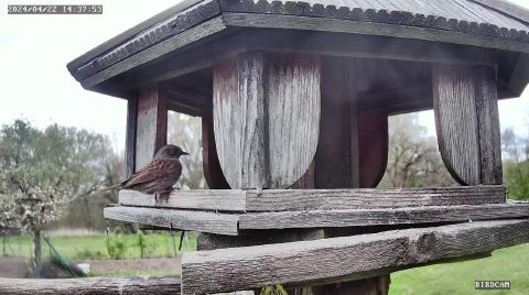 dunnock_2024-04-22_14-37-56