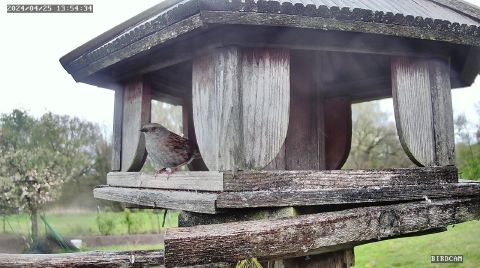 dunnock_2024-04-25_13-54-41