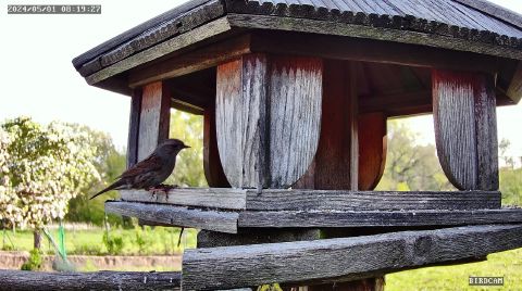 dunnock_2024-05-01_08-19-35