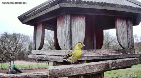 eurasian-siskin_2024-03-21_13-11-37