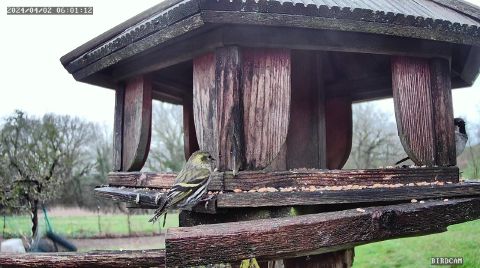 eurasian-siskin_2024-04-02_07-01-23