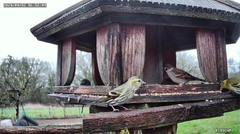 eurasian-siskin_2024-04-02_07-02-07