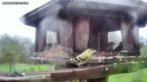 eurasian-siskin_2024-04-16_10-13-17