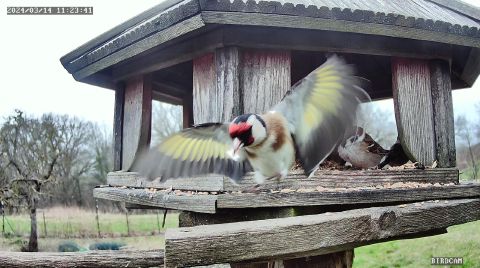 european-goldfinch_2024-03-14_11-23-44