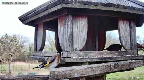 european-goldfinch_2024-03-18_10-19-15
