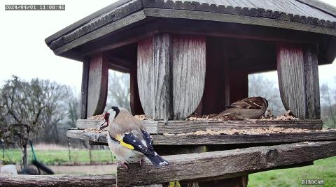european-goldfinch_2024-04-01_12-08-49