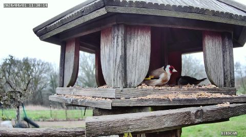 european-goldfinch_2024-04-01_12-30-20