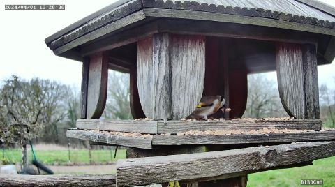 european-goldfinch_2024-04-01_14-28-40
