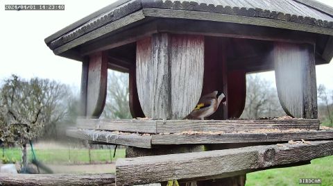 european-goldfinch_2024-04-01_15-23-43