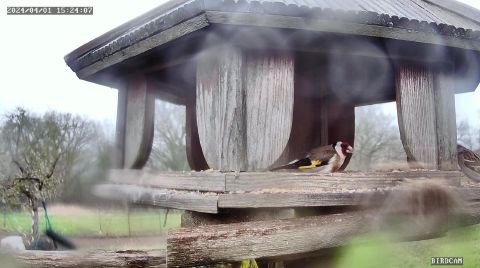 european-goldfinch_2024-04-01_16-24-11