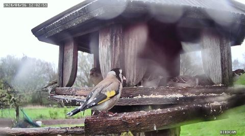 european-goldfinch_2024-04-16_13-02-56