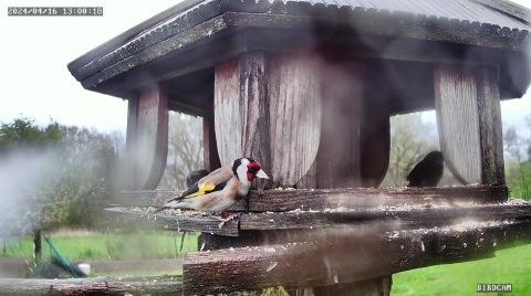 european-goldfinch_2024-04-16_14-00-22