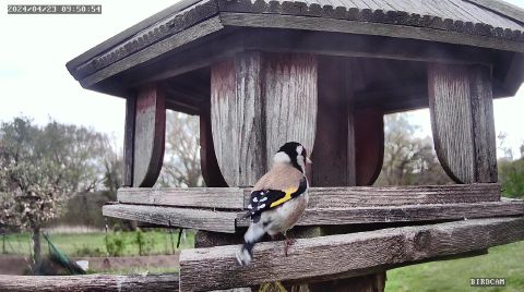 european-goldfinch_2024-04-23_09-51-02
