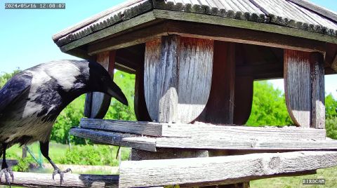 hooded-crow_2024-05-16_12-08-12
