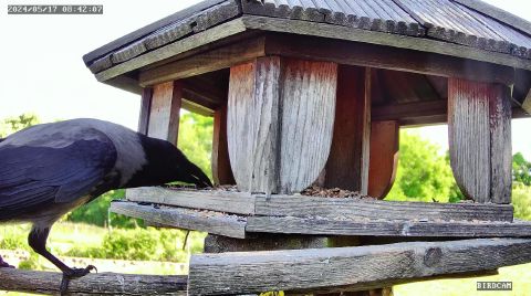 hooded-crow_2024-05-17_08-42-11
