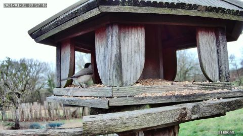 marsh-tit_2024-01-31_09-57-53