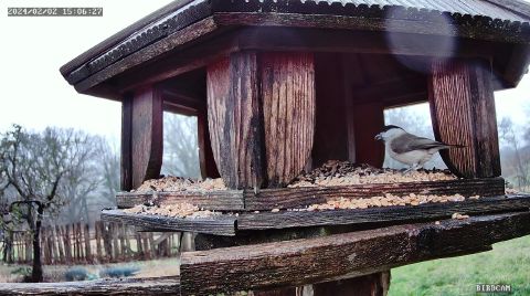 marsh-tit_2024-02-02_15-06-33