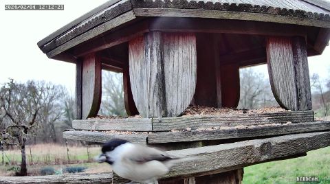 marsh-tit_2024-02-04_12-12-28