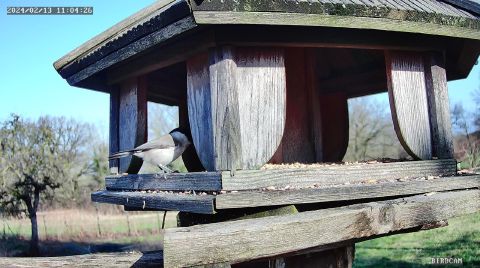 marsh-tit_2024-02-13_11-04-32