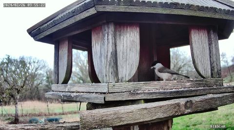 marsh-tit_2024-02-26_09-55-29
