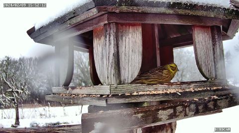yellowhammer_2024-02-09_15-52-22