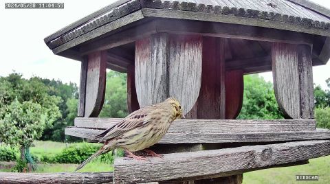 yellowhammer_2024-05-28_11-05-04